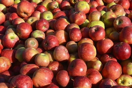 Яблоки Сезонные, 1 кг