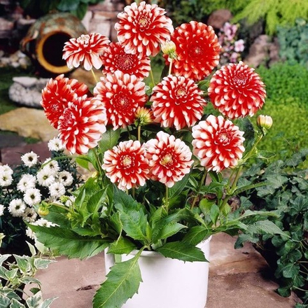 Георгина Мьюзетт