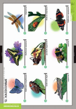 Комплект таблиц "Окружающий мир. Летние и осенние изменения в природе"; 13 таблиц + 32 карт.