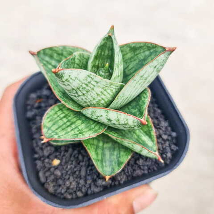 Сансевиерия YOK SIAM