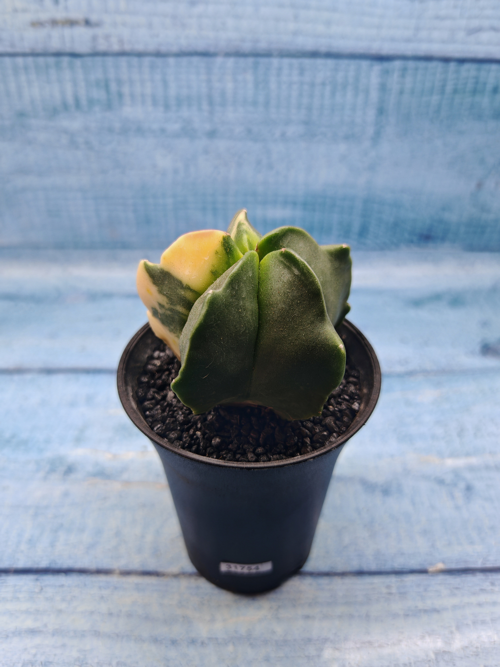 Astrophytum Myriostigma variagate (Астрофитум вариегатный)