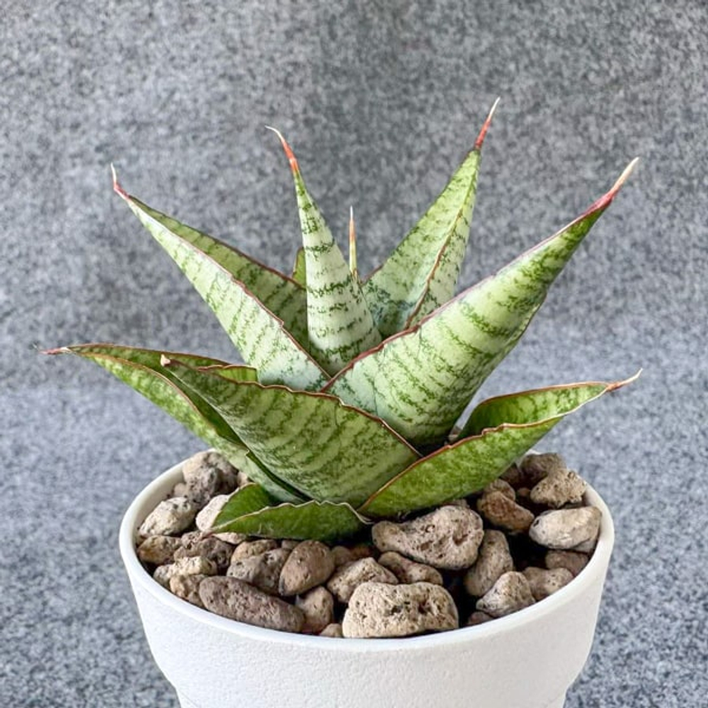 Сансевиерия INSHALLA