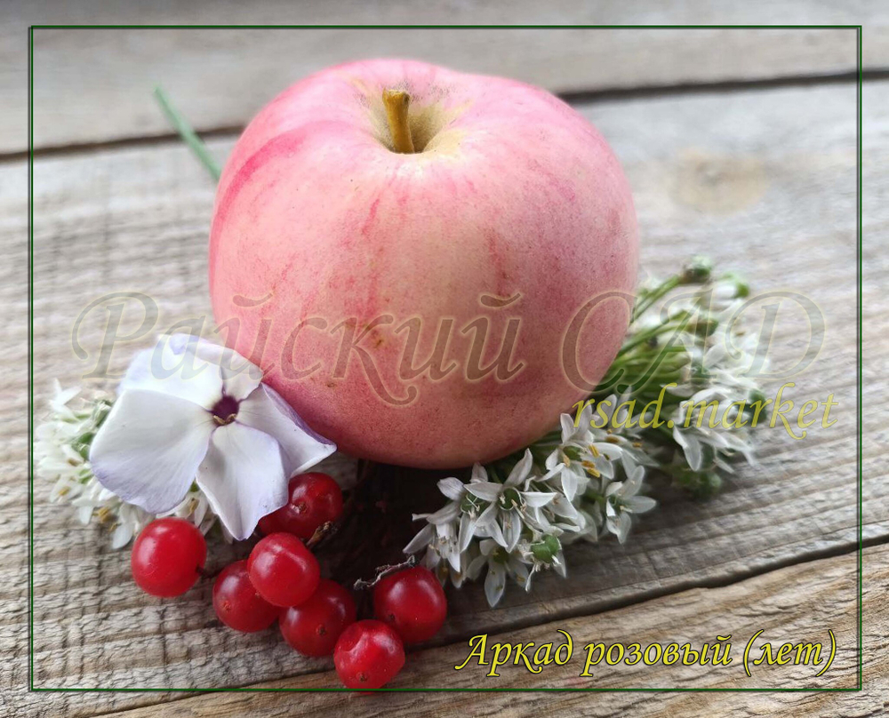 Яблоня Аркад розовый