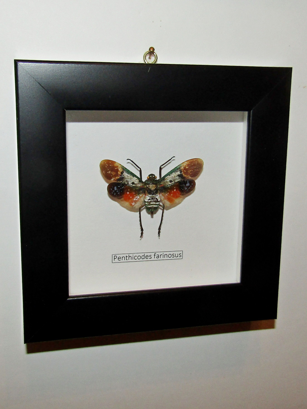 Фонарница Penthicodes farinosa в рамке