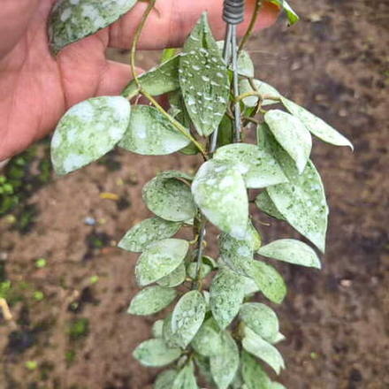 Хойя LACUNOSA SULCATA