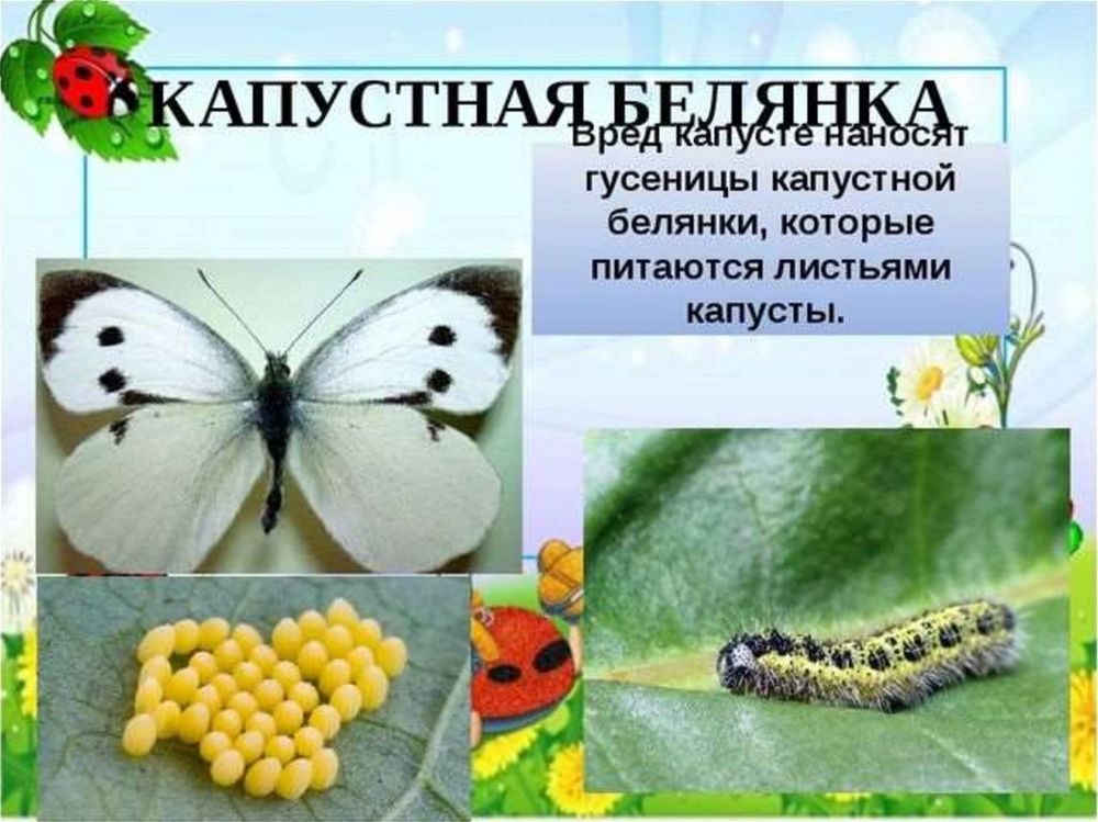 Коллекция Насекомые вредители — купить по ФГОС | Учебный стандарт
