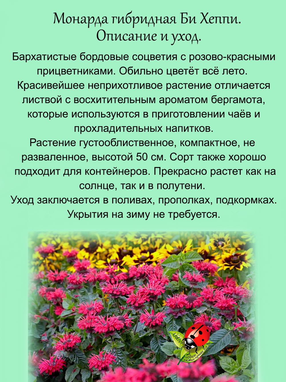 Монарда Би Хеппи бергамот гибридная красная