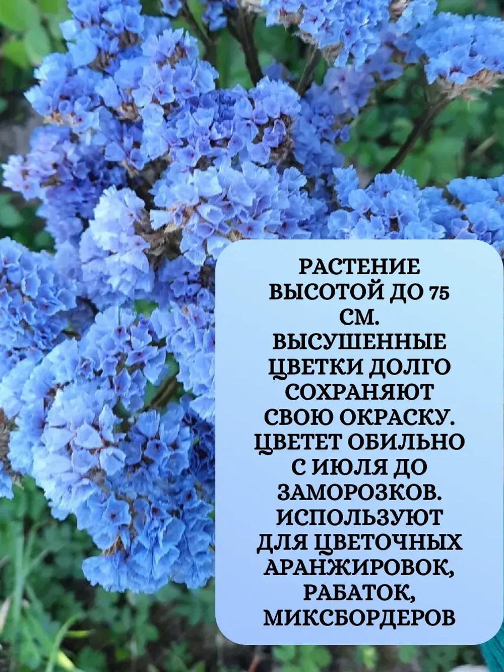 Семена Статица Суприм голубая - 1 грамм