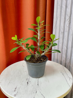 Эуфорбия Вулканус, D11см H25см, 1шт, Россия