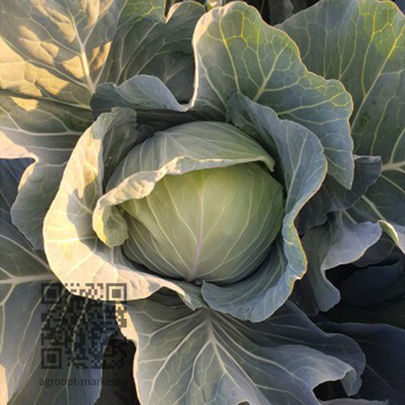Чака_F1_семена_капусты_белокочанной_Hazera_купить – фото 1