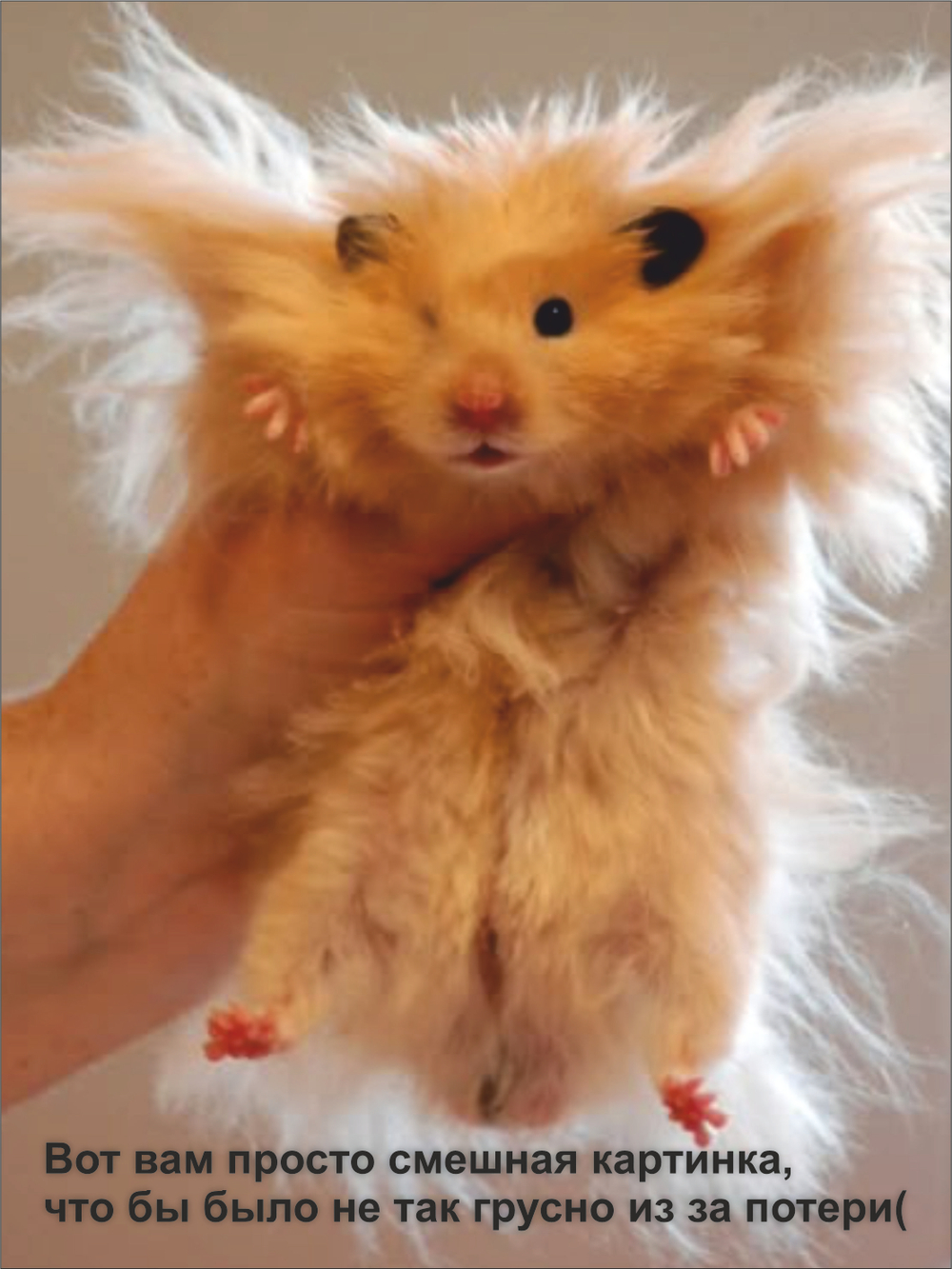 Гроб для грызуна, для хомяка