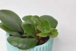 Пеперомия туполистная / Peperomia Obtusifolia