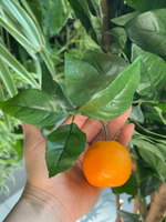 Апельсиновое дерево с плодами