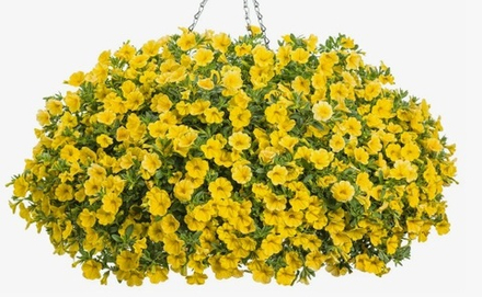 НОВИНКА 2027! ЕВРО неукор Калибрахоа Calibasket Yellow НЕукоренный черенок (срезы) 10шт НОЯБРЬ поставка 4