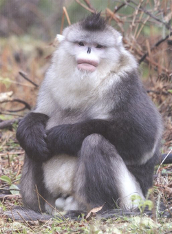 ЭНЦИКЛОПЕДИЯ ДЛЯ ДЕТЕЙ новые. ОБЕЗЬЯНЫ