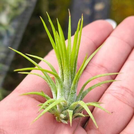 Тилландсия ionantha Fuego Thin S (T36)