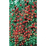 Семена Томат Дюймовочка (УД) Е/П