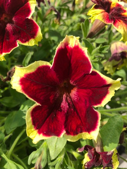 ЕВРО Петуния Surfinia Burgundy Yellow Picotee укорененный черенок ОКС март Koh