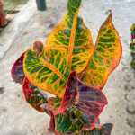 Кротон SRI THONG THAI