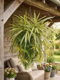 Искусственное растение Хлорофитум с зеленью в подвесном черном кашпо