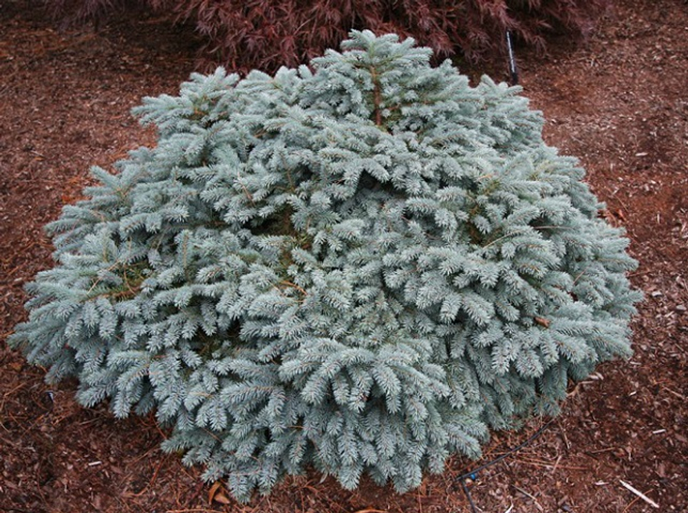 Ель колючая Вальдбрун