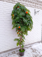 Искусственный Апельсин 220см в техническом кашпо