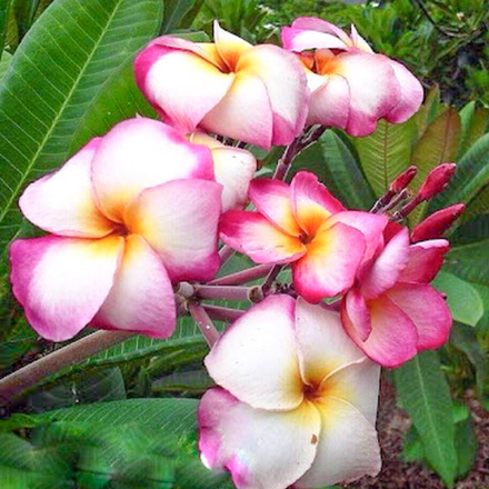 Плюмерия MANEERAT