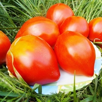 Помидоры Сердце Мордовии