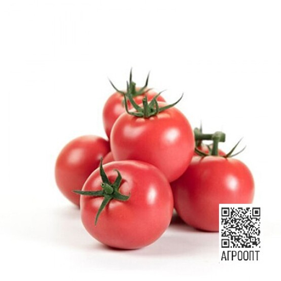 Могами F1 семена томата (Rijk Zwaan / Райк Цваан) продукт