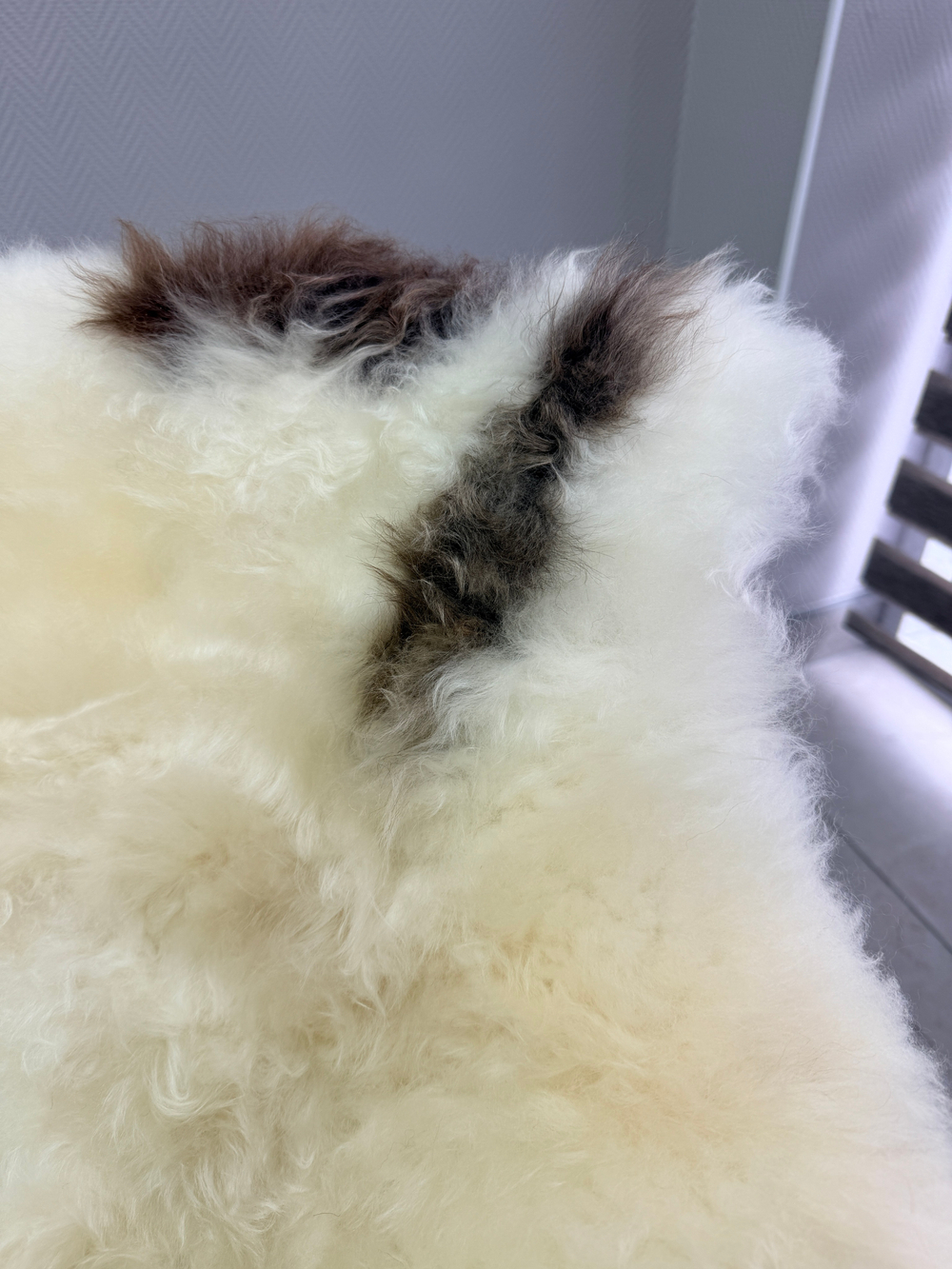 Шкура коврик меховой прикроватный овчина, 120х65 см.