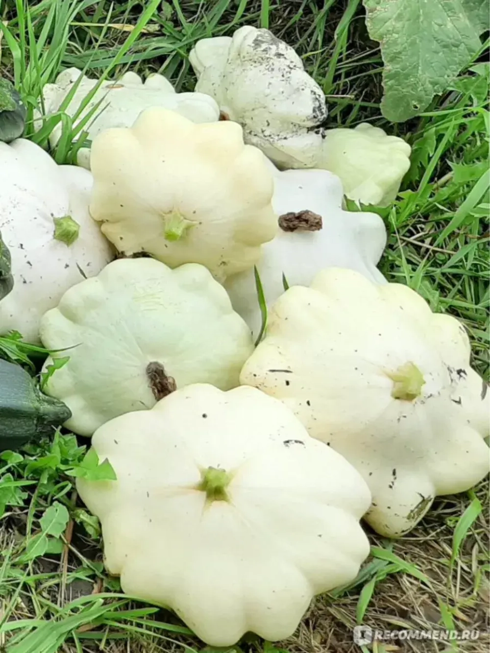 Семена Патиссон Белые 13