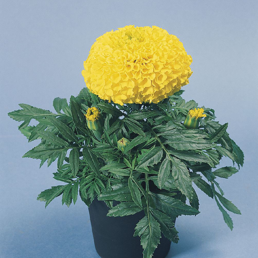 Бархатцы прямост. Дискавери Еллоу (100шт) Витагрин Профи