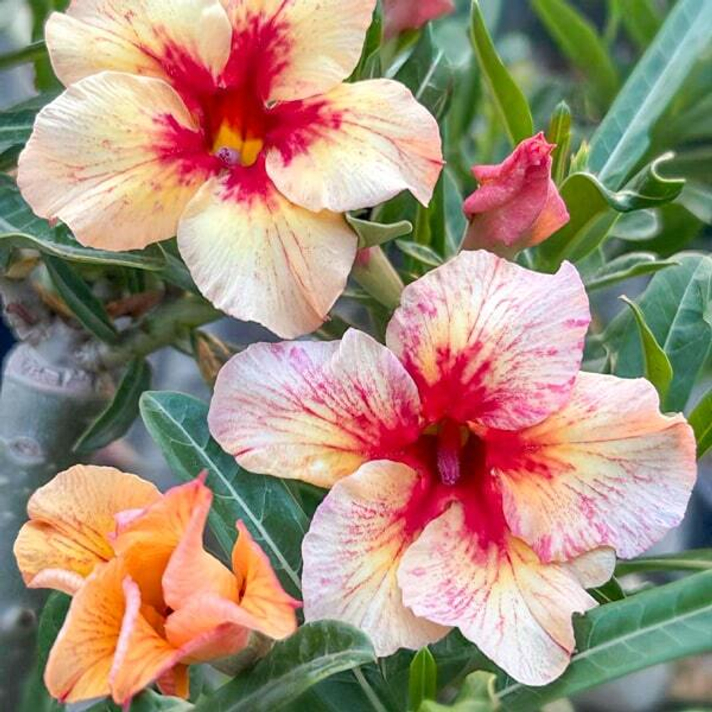 Адениум PREDATOR