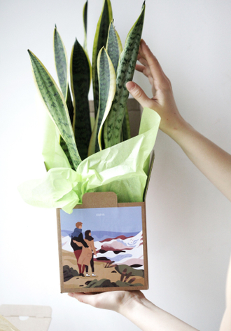 Растения в подарок