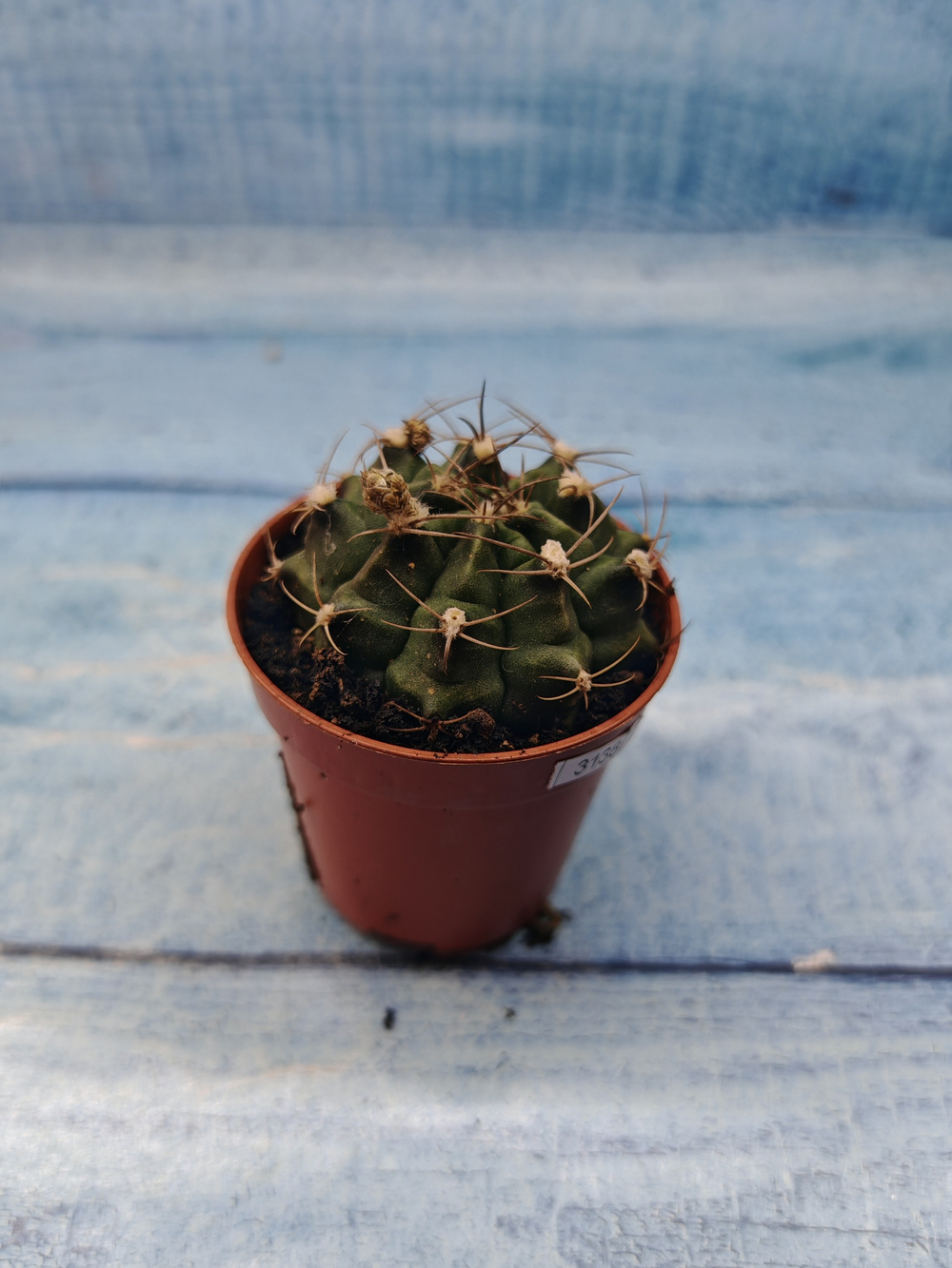 Gymnocalycium Friedrichii (Гимнокалициум)