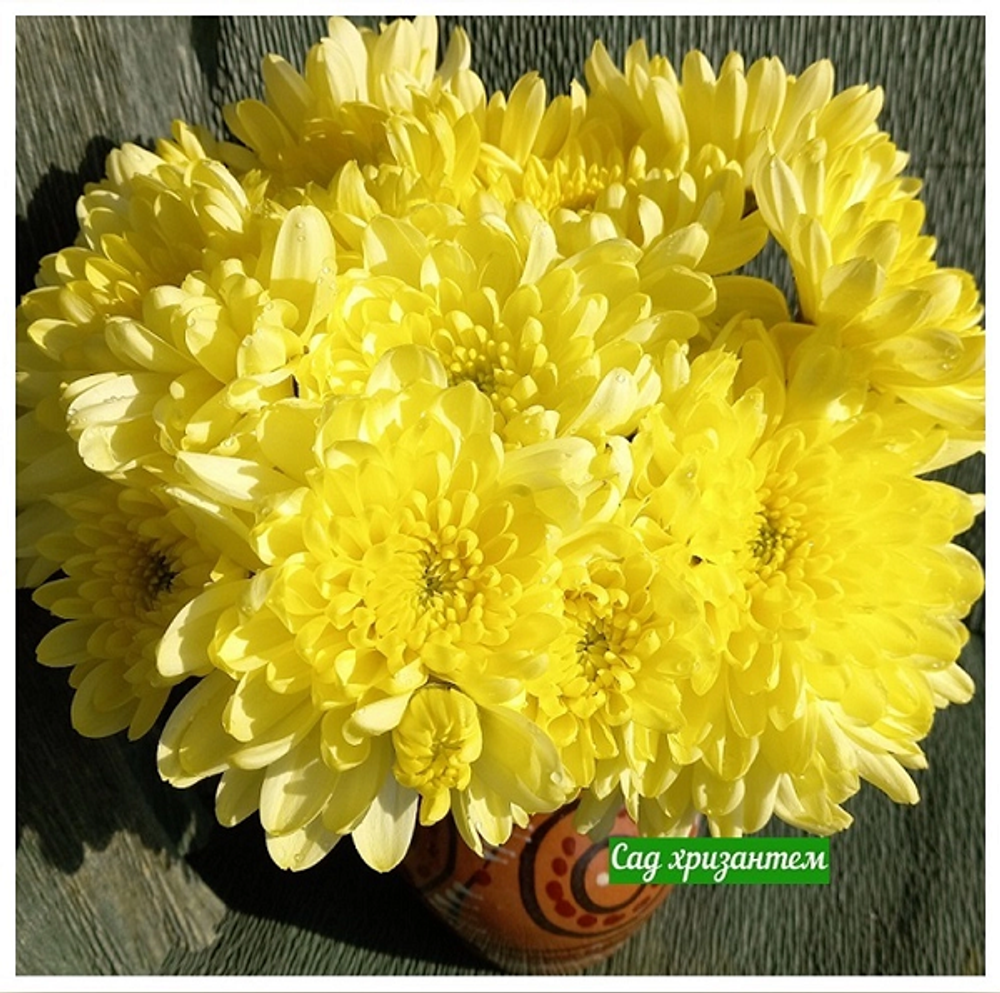 Zembla gold хризантема одноголовая 🌼 к.78