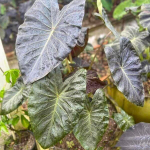 Колоказия HORUS