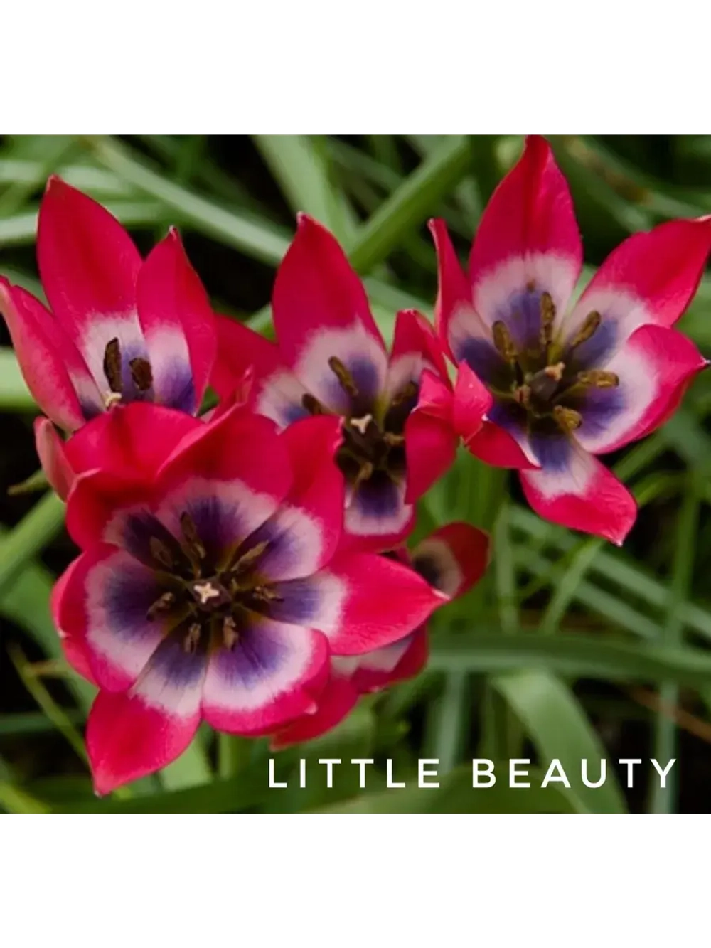 Тюльпан,луковицы Little Beauty ботанический (4 штуки )