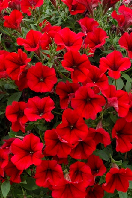 ЕВРО Petunia SURFINIA TABLE Dark Red неукор черенок ноябрь 2025