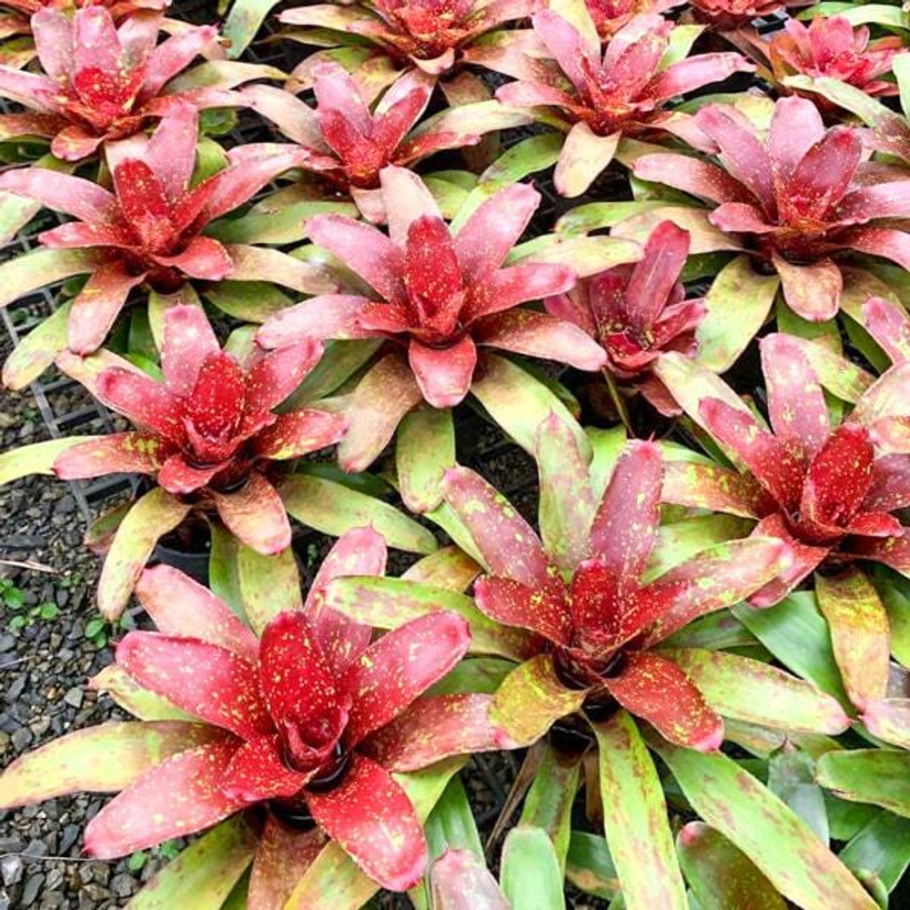 Неорегелия WALKING TALL