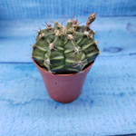 Gymnocalycium Friedrichii (Гимнокалициум)