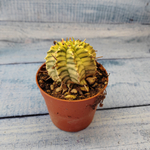 Euphorbia meloformis f. Variegated (Эуфорбия вариегатная)