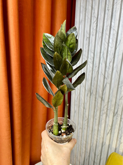 Замиокулькас Равен, D9см Н35см, 1шт, Urban Jungle (2962)