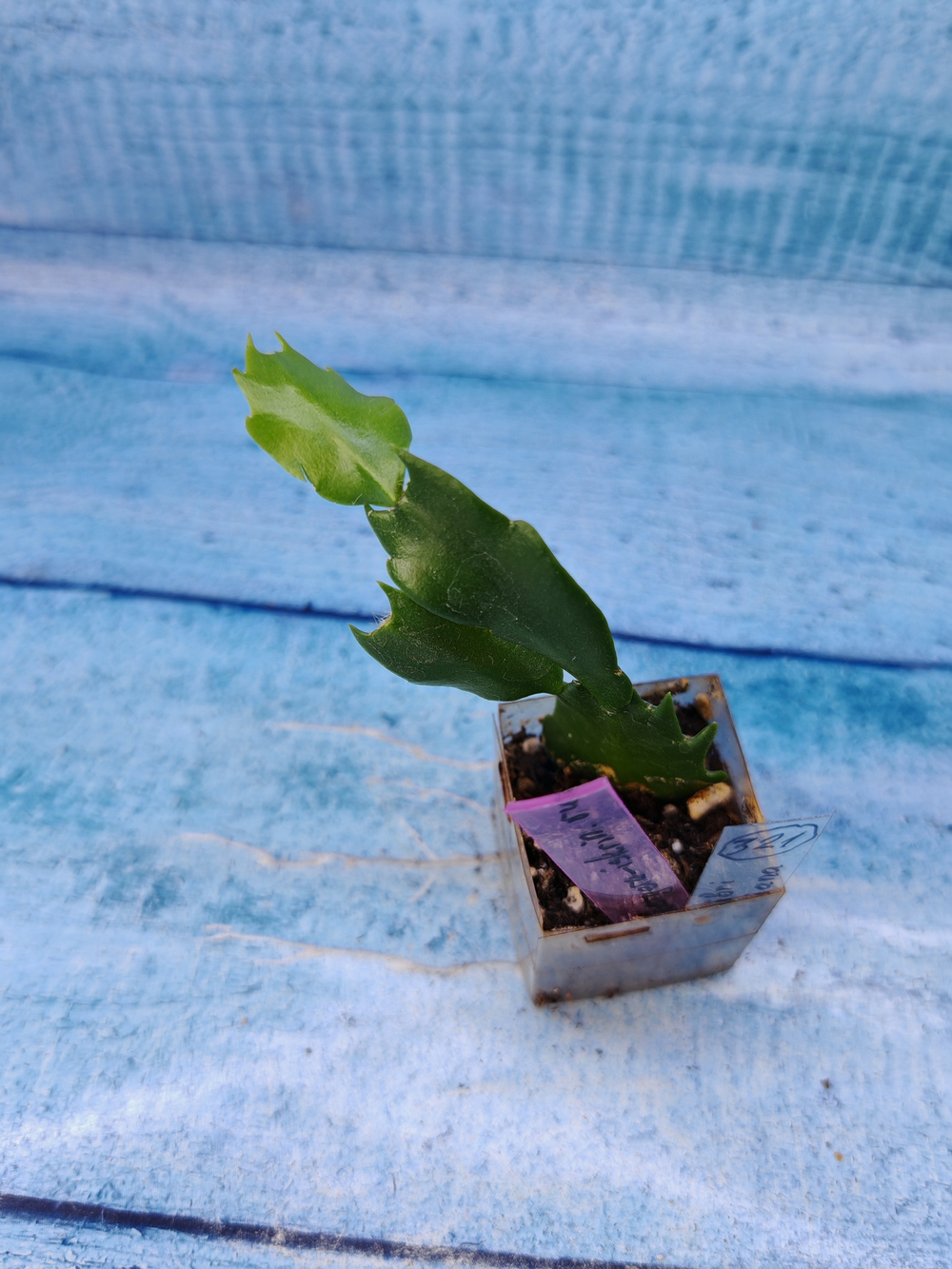 Schlumbergera cv. Colibri Adriana (Шлюмбергера)
