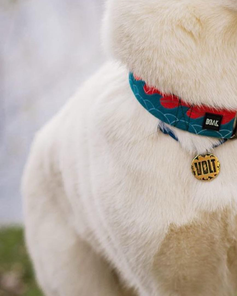 Ошейник Японское Море