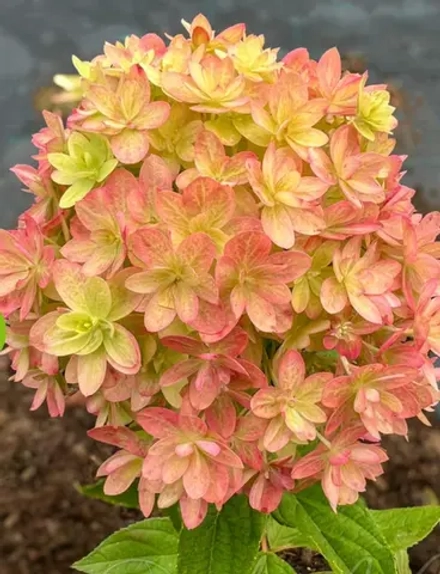 Мечта Лесково С3