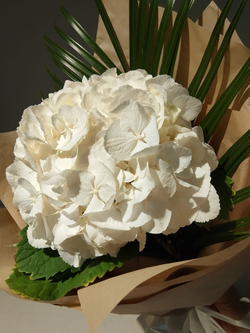 Комплимент с гортензии небесно-голубого цвета (М0030)