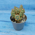 Tephrocactus Molinensis Red Glochids (Тефрокактус)
