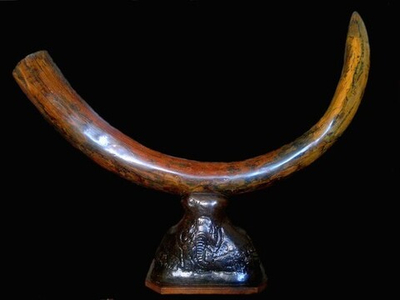 Бивень мамонта