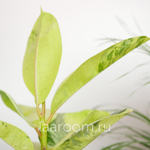 Фикус Эластика Шривериана Муншай 14/30